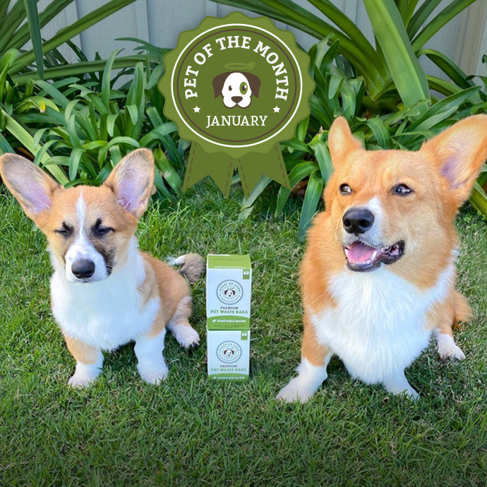 January 'Pet of the Month' Winners Nacho & Frito!